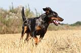 BEAUCERON 236